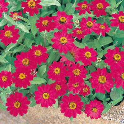 ジニア（百日草） プロフュージョン チェリー