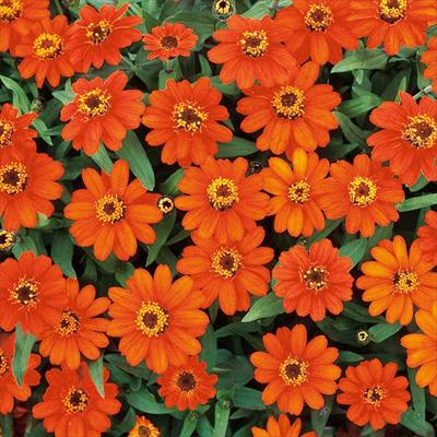 ジニア（百日草） プロフュージョン ファイアー