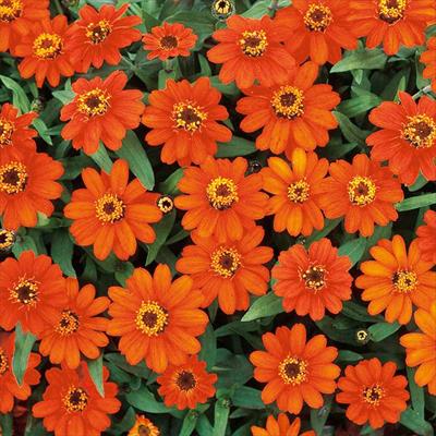 ジニア（百日草） プロフュージョン ファイアー