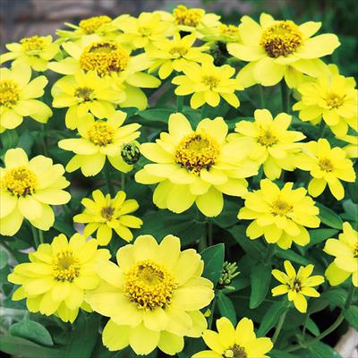 ジニア（百日草） プロフュージョン レモン