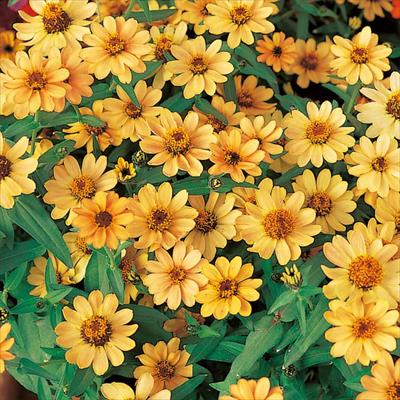 ジニア（百日草） プロフュージョン アプリコット