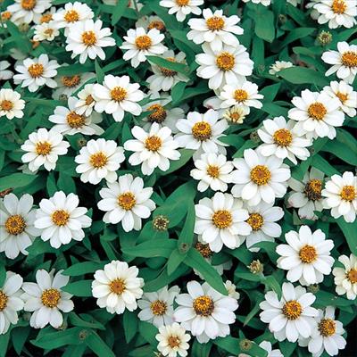 ジニア（百日草） プロフュージョン ホワイト