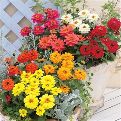 ジニア（百日草） プロフュージョン ダブル ミックス