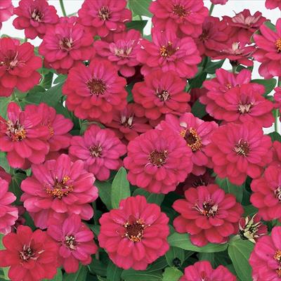 ジニア（百日草） プロフュージョン ダブル ホットチェリー