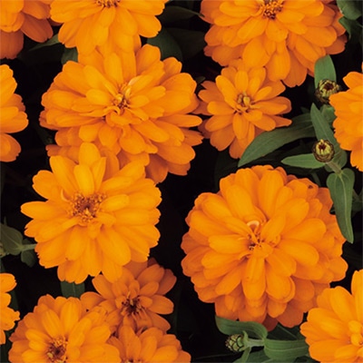 ジニア（百日草） プロフュージョン ダブル ゴールデン(ver.2)