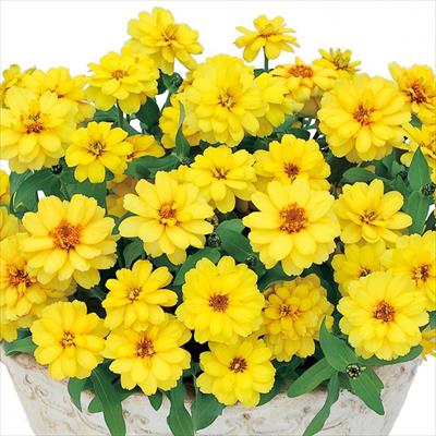 ジニア（百日草） プロフュージョン ダブル イエロー