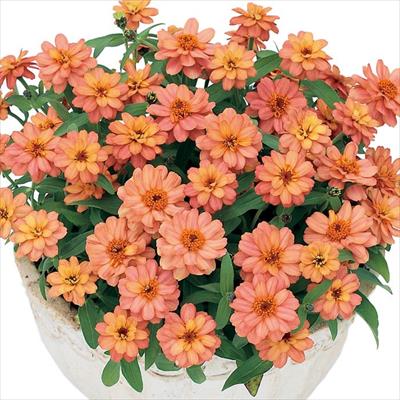 ジニア（百日草） プロフュージョン ダブル ディープサーモン