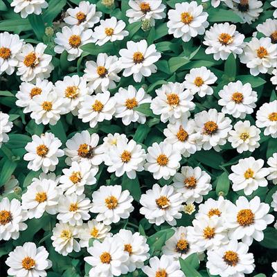 ジニア（百日草） プロフュージョン ダブル ホワイト