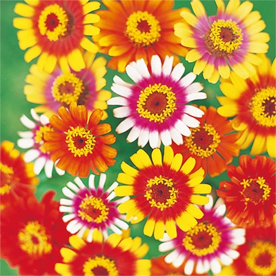 ジニア（百日草） ソンブレロ