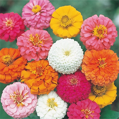 ジニア（百日草） プミラ咲き 混合