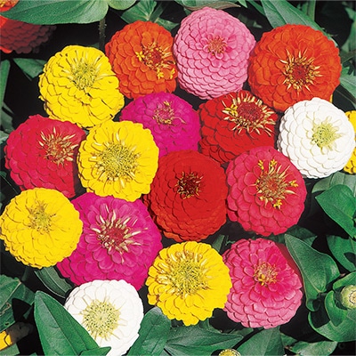 ジニア（百日草） ポンポン咲き 混合
