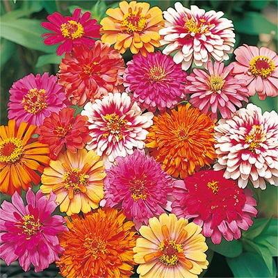 ジニア（百日草） ワーリーギッグ