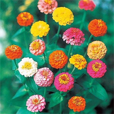 ジニア（百日草） ミニポンポン ミックス（キューピット ミニ混合）
