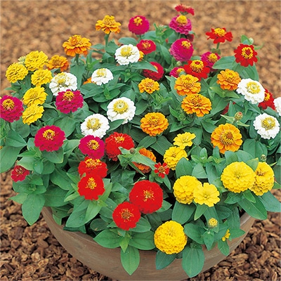 ジニア（百日草） ジニータ ミックス