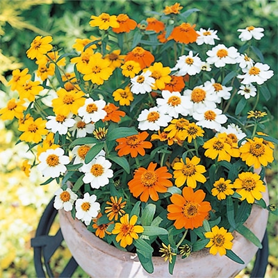 ジニア（百日草） スターブライト ミックス