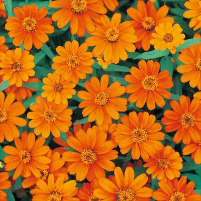 ジニア（百日草） プロフュージョン オレンジ