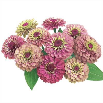 ジニア（百日草） クイーン レッドライム