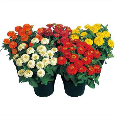 ジニア（百日草） ジニータ ミックス