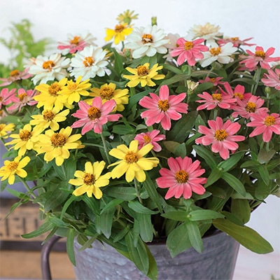 ジニア（百日草） プロフュージョン キュートミックス