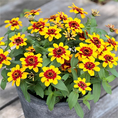 ジニア（百日草） プロフュージョン レッドイエローバイカラー