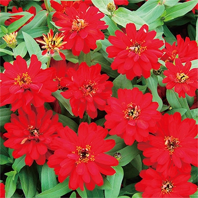 ジニア（百日草） プロフュージョン ダブル レッド