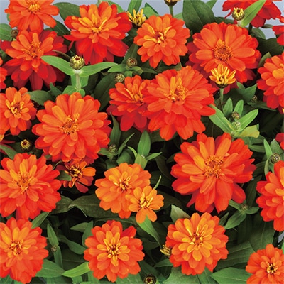 ジニア（百日草） プロフュージョン ダブル ファイアー （ver.2）