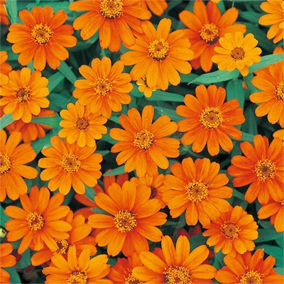 ジニア（百日草） プロフュージョン オレンジ