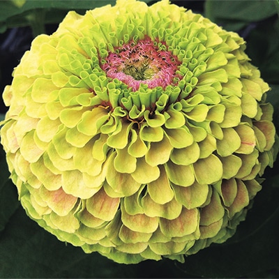 ジニア（百日草） クイーン ライムブロッチ