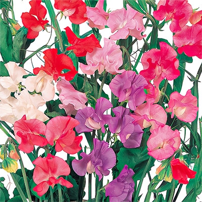 スイートピー スーパー ミックス