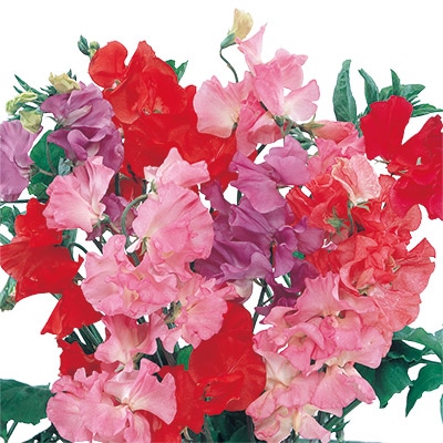 スイートピー わい性 スヌーピー