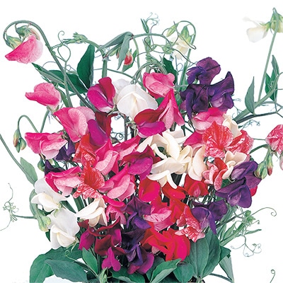 香りスイートピー ミックス