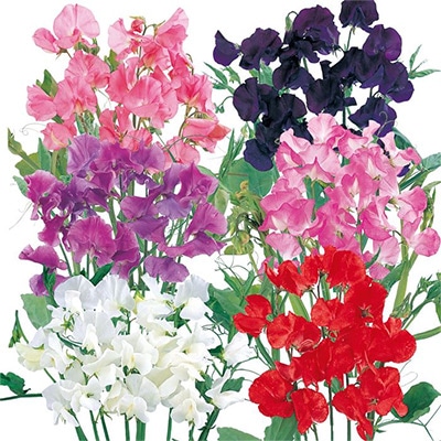 スイートピー ロイヤル ミックス