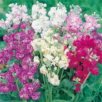 ストック カルテット ミックス