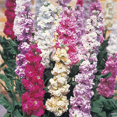 ストック 切り花用 早生系 混合