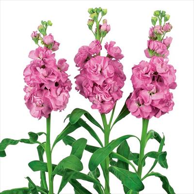 ストック アーリーアイアン(R) ピンク