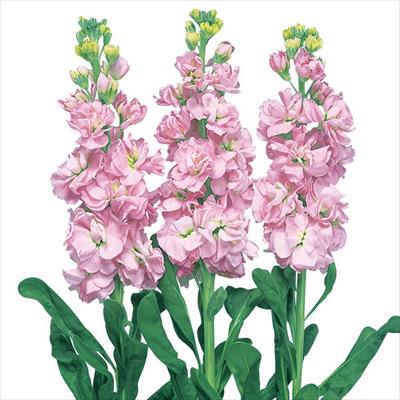 ストック アイアン チェリー