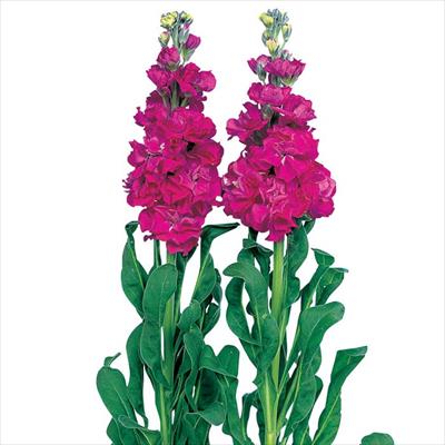 ストック アイアン ローズ