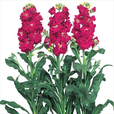 ストック 彼岸王