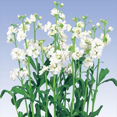 ストック スパーク ホワイト2