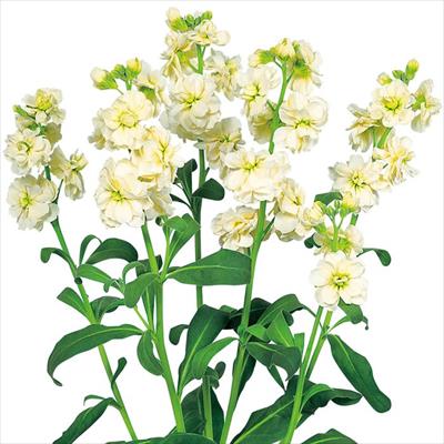 ストック スパーク イエロー