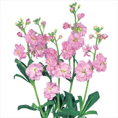 ストック カルテット ファンタジー