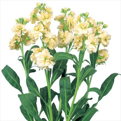 ストック カルテット ディープイエロー