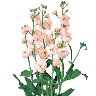 ストック カルテット アプリコット2