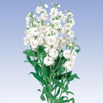 ストック カルテット ホワイト