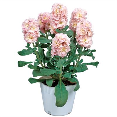 ストック ベイビー アプリコット