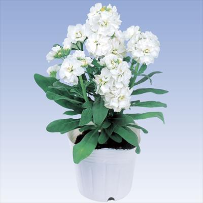 ストック ベイビー ホワイト