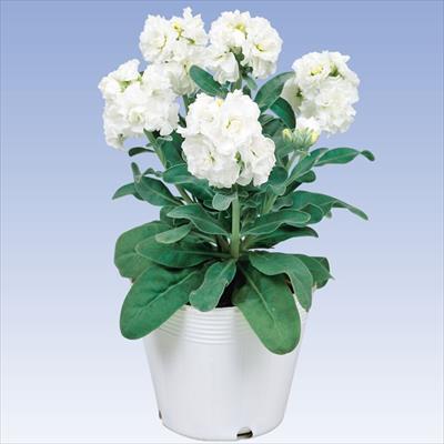 ストック ベイビー ハイダブル ホワイト