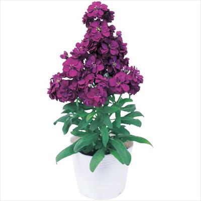 ストック マイム パープル