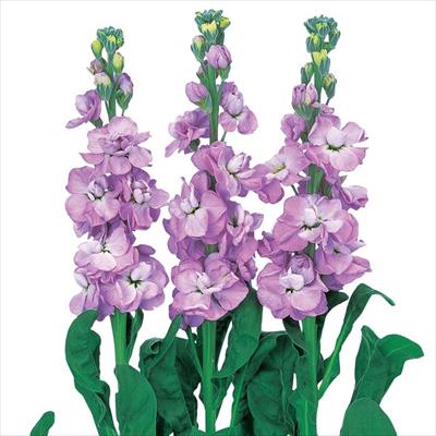 ストック アイアン マリン