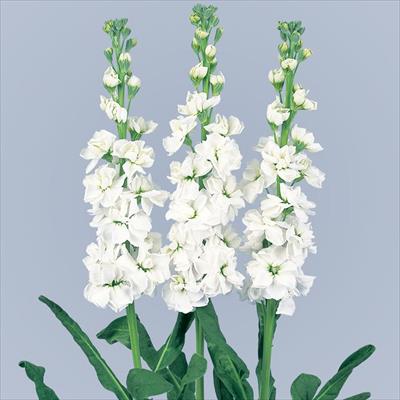 ストック アロー ホワイト